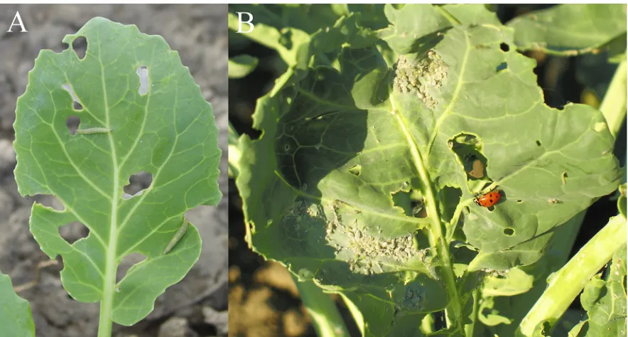 Table A6).beetles with toeholds at leaf centers, however, they
