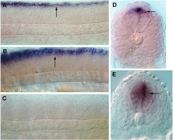 Figure(A–C) Pattern of expression in the spinal cord(arrow) of a 24-hpf wild-type embryo (A), an em-bryo treated with cyclopamine (B), and afterdnPKA mRNA injection (C)