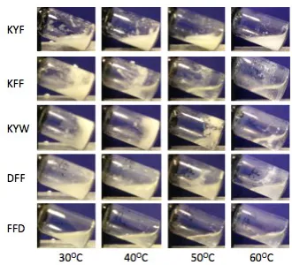 Figure 5: Temperature effects on physical appearance of peptide emulsions at increasing 