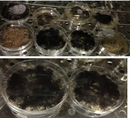 Figure 5. Experiment sets for solid state enzyme production studies (day 0, 2, 4 and 8)