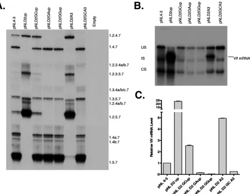 FIG. 2. Analysis of spliced and US HIV-1 RNAs produced in cells transfected with wild-type and mutant HIV-1 plasmids