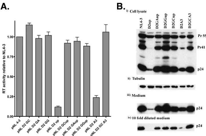 FIG. 4. Infectivities of NL4-3 and 5�cells were infected for 36 h with equivalent cell supernatant RT activ-ities of 293T cells transfected with each of the indicated virus plasmids.Cell lysates from the infected LuSIV cells were used to determineluciferas