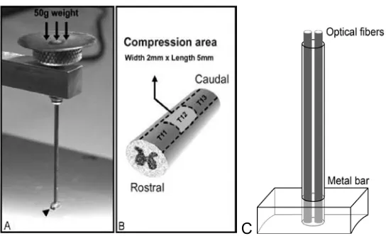 Figure 1. Apparatus for rat spinal cord compression.  (A) compression bar and weight.  (B) section of spinal cord showing compression area (light gray)