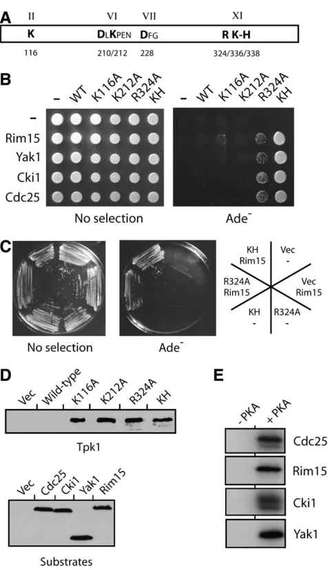 Figure 5.—Tpk1KH and Tpk1R324A were the only inactive var-