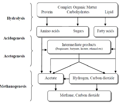 Stages Of Biogas Production Using Anaerobic Digestion