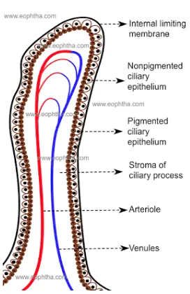 Figure 1 : Ciliary process 