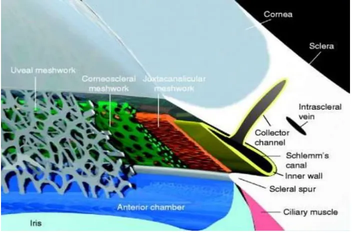 Figure 3 : Aqueous outflow pathway 
