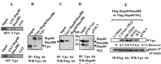 FIG. 1. Vpx binds Hsp40/DnaJB6. (A) GST-DnaJB6, but not GST, binds lysates. Bound complexes were immobilized on glutathione-agarose and resolved by SDS-polyacrylamide gel electrophoresis and autoradiography.The starting amounts of in vitro-translated Vpx f