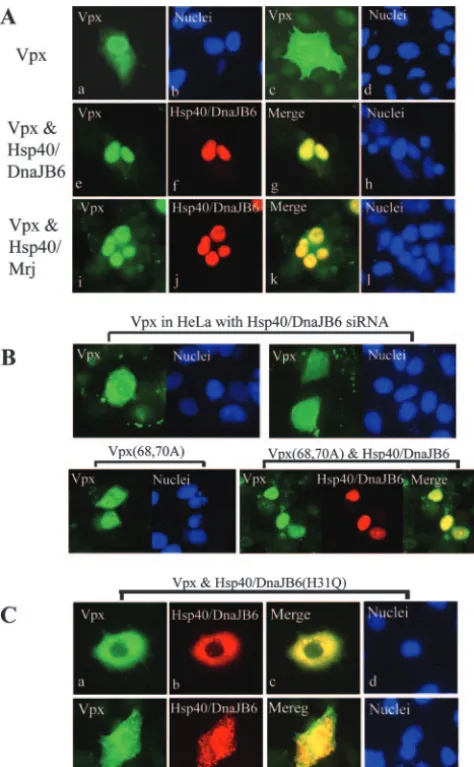 FIG. 2. Hsp40/DnaJB6 promotes Vpx nuclear import. (A) Confo-cal microscopy was performed on HeLa cells expressing Vpx (a to d),