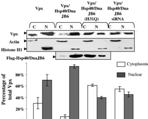 FIG. 3. Effect of Hsp40/DnaJB6 on the distribution of Vpx in nu-clear and cytoplasmic cellular fractions