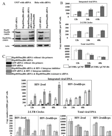 FIG. 4. Hsp40/DnaJB6 promotes PIC import into the nucleus. (A) Western blot analysis of siRNA knockdown and recovery of Hsp40/DnaJB6in U937 and HeLa cells