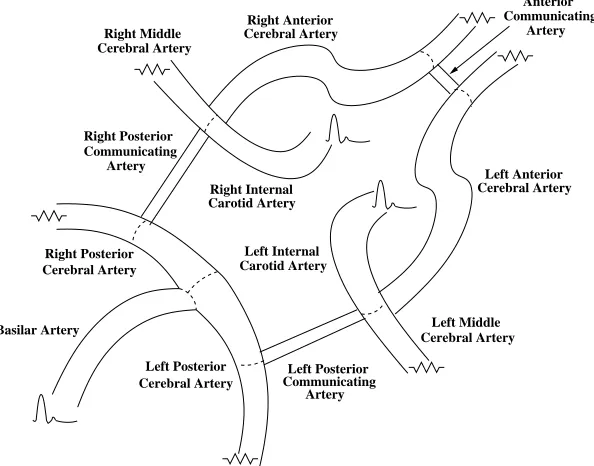 Figure 4.1: Diagram of the Circle of Willis (CoW).