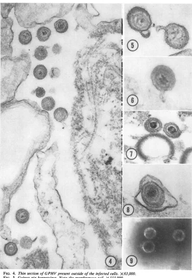 FIG. 4.theFIG.FIG.FIG.FIG. Thin section of GPHV present outside of the infected cells