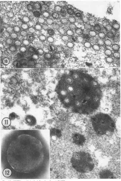 FIG |. y.1.