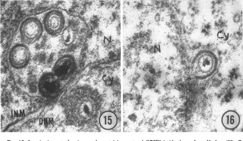 FIG. 17.ofwith 3H-labeled Cesium chloride equilibrium centrifugation guinea pig herpesvirus DNA(a) along I4C-labeledguinea pig embryo cellDNA (b).