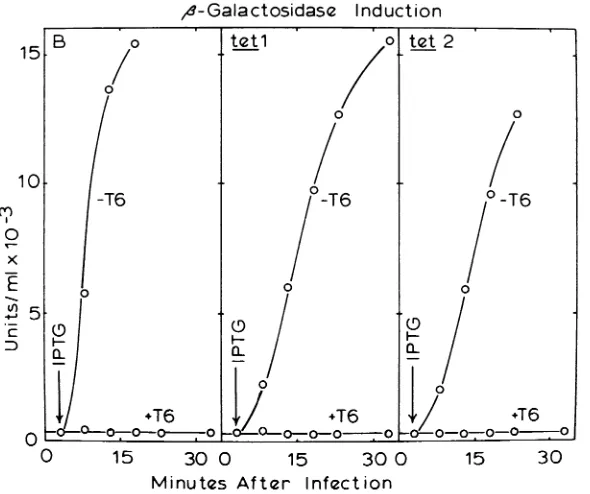 FIG. 6.period.describedlabelingcultureseachmediumtrifuged, T6-specific RNA synthesis. Bacterial cultures (100-ml) were grown in glycerol-Casamino Acids (GCA) plus 20 fig of uracil per ml