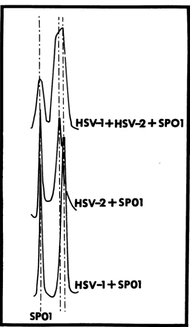 FIG.1.DNA,describedHSV-1withtion Buoyant density determination of HSV-1 HSV-2 DNA, and of an artificial mixture of and HSV-2 DNA determined by centrifugation SPOI DNA in a model E analytical centrifuge as in Materials and Methods