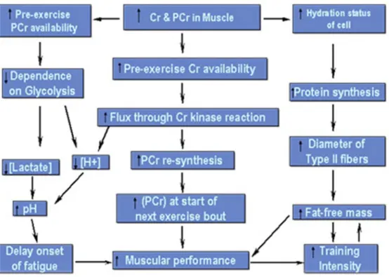 Figure 1: Impact of creatine on high-intensity exercise (adapted from Volek and Kraemer 36  with permission)