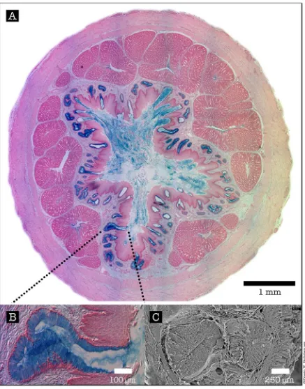 Figure 3. Cross-section of the proventriculus or glandular stomach of the day-old turkey poult