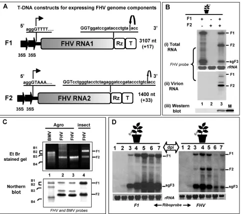 FIG. 1. (A) Characteristic features of T-DNA constructs of FHV RNA. F1 and F2 constructs contain full-length cDNA copies of FHV genomicRNAs 1 (F1) and 2 (F2), respectively