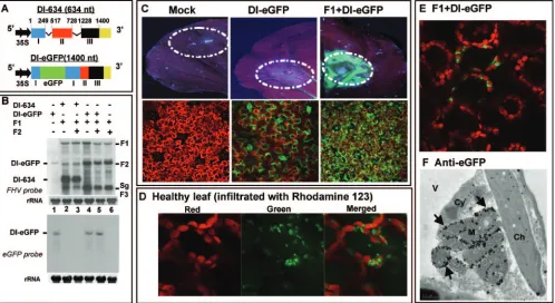 TABLE 1. Immunogold EM analysis of anti-eGFP andanti-protein Aa