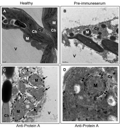 FIG. 3. Immunogold EM localization of FHV protein A. (A) EM of a section of healthy N