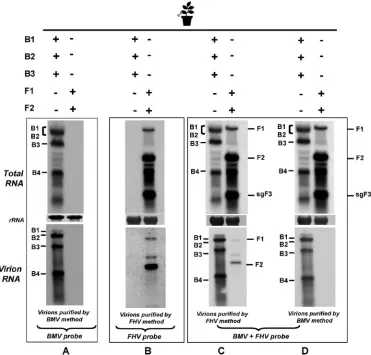 FIG. 4. Expression and packaging proﬁles for BMV and FHV agrotransformants in N. benthamianapanels A to D) and virion (bottom panels A to D) RNA recovered fromMultiple blots were produced and hybridized with the indicated riboprobes
