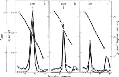 FIG. 2.samplesscribedmercaptoethanol,thewerewater(a)(b)(E) Equilibrium density gradient centrifugation of (a) Sendai virus and (b and c) detergeni-dissociated virus