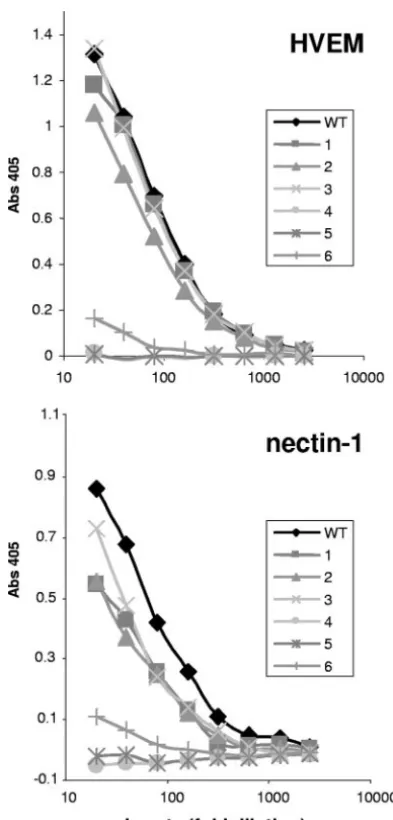 FIG. 5. Immunoprecipitation of gD mutants with MAb DL11. Im-munoprecipitations were performed as described for Fig