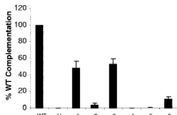 FIG. 7. Complementation of a gD-null virus by gD mutants. Lcells were transfected to express WT gD or mutants