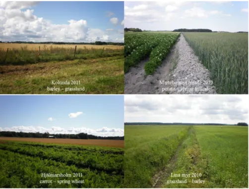 Figure  5.  Examples  of  sites  used  in  crop  studies.  Two  different  crops  grown  adjacent  to  each  other