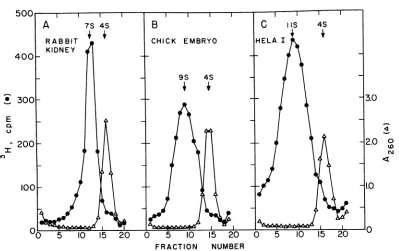 FIG. 4.foreachoftheVelocity cellular Sedimentation distribution of interference-inducing activity and radioactivity after nuclease treatment double-stranded RNA labeled with 3H-uridine