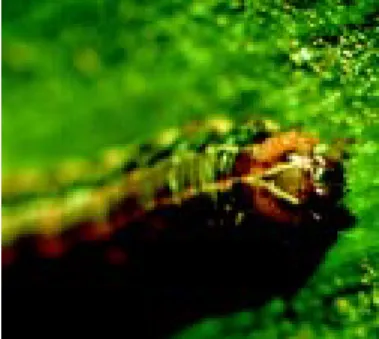 Figure 12. Corn earworm.