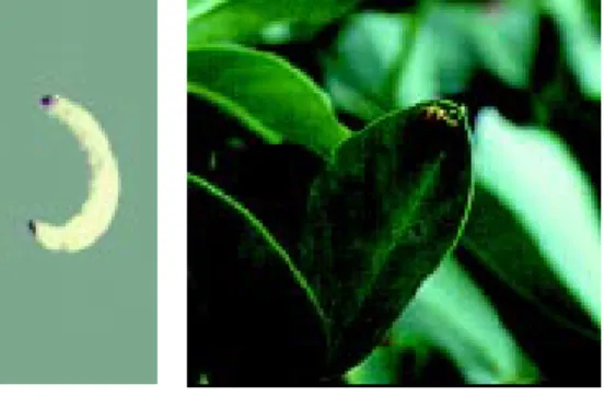 Figure 14. Typical damage by  pod-feeding insects.