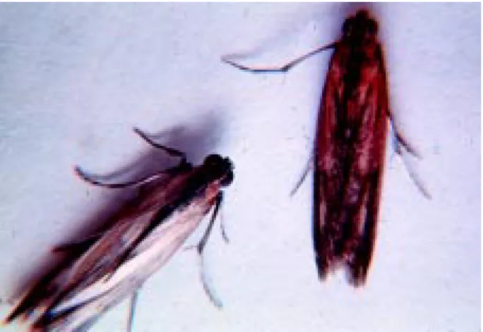 Figure 18. Damage from lesser cornstalk borer.