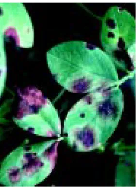 Figure 24. Web blotch.