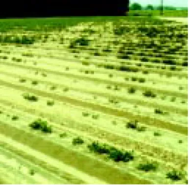 Figure 3. Herbicide leaching into root zone may cause patchy-looking stand failure.