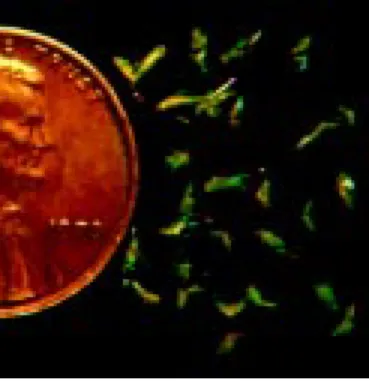 Figure 7. Potato leafhopper adults.