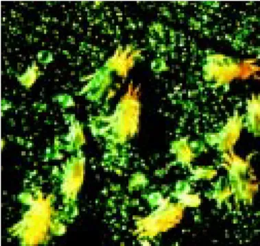 Figure 10. Twospotted spider mites.