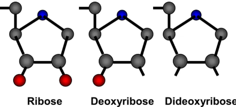 Figure 3. The structure of the three five carbon sugars ribose, deoxyribose, and dideoxyribose