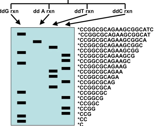 Figure 4. A Sanger sequencing scheme. Here, a sequencing primer is radiolabeled and the reaction  involves generation of sequence fragments that are the complement of the template DNA