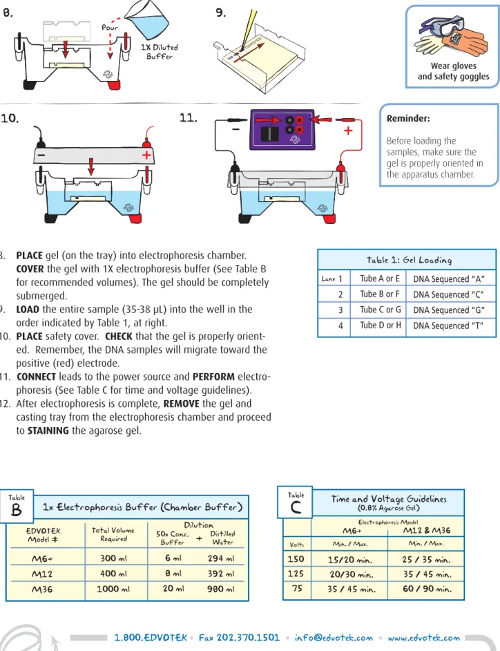 Table 1: Gel Loading  DNA Sequenced “A”