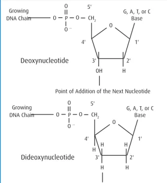 Figure 4  shows the “nested set” of fragments procuded for a hypothetical sequence  in the “G” reaction
