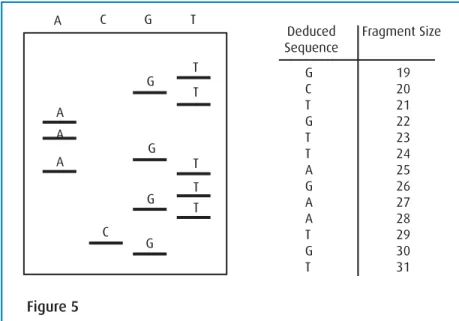 Figure 5A C G T Deduced Sequence Fragment SizeG 19C 20T 21G 22T 23T 24 A 25 G 26A 27A 28T 29G 30T 31ATCGAAGGGTTTT