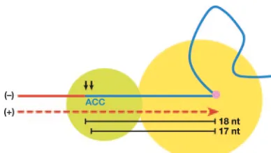 FIG. 1. A simple model for the speciﬁcity of the tRNA cleavage byRNase H. Pol is shown in a yellow circle, and RNase H is shown in a