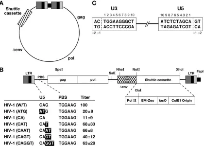 FIG. 2. Schematic drawing showing the structure of the pHIV1-SH vector. (A) pHIV1-SH. The viral genes gagenvMutations are indicated in bold