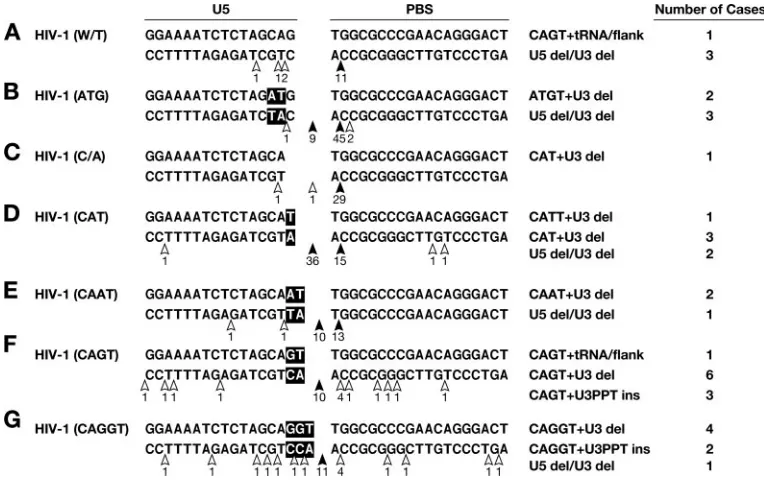 FIG. 3. Cleavage of the tRNA primer in the WT and mutant vectors by HIV-1 RT. Mutations are indicated in bold