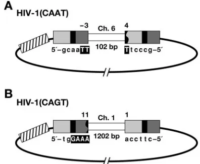 FIG. 4. Structure of unusual circular viral DNAs. (A, B) U3 isindicated by a light gray box; R is indicated by a black box; U5 is shown
