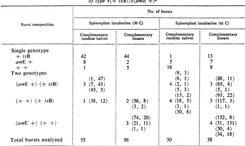 TABLE 2. Single-burst analysis of spheroplasts infected with heterozygous RF moleculesof type v(+ tsB)/c(amE +)a