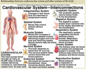 Figure 6: Human body and interconnections of different organs.  